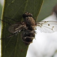 Entomophthora sp. (genus) (Puppeteer Fungus) at Tuggeranong DC, ACT - 27 Jun 2020 by HelenCross