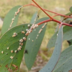 Monophlebulus sp. (genus) at Tuggeranong DC, ACT - 27 Jun 2020 by HelenCross