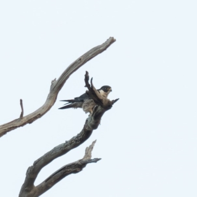 Falco peregrinus (Peregrine Falcon) at Stromlo, ACT - 25 Jun 2020 by patrickcox