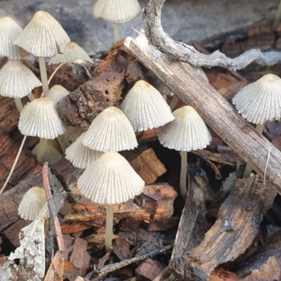 Coprinellus etc. (An Inkcap) at Cook, ACT - 15 Jun 2020 by drakes