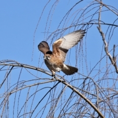 Falco berigora (Brown Falcon) at Fyshwick, ACT - 26 Jun 2020 by RodDeb