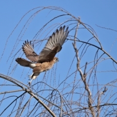 Falco berigora at Fyshwick, ACT - 26 Jun 2020 02:18 PM