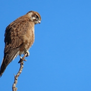 Falco berigora at Fyshwick, ACT - 26 Jun 2020 02:18 PM