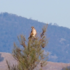 Falco berigora at Fyshwick, ACT - 26 Jun 2020 02:18 PM