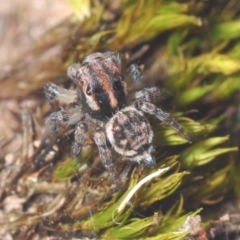 Maratus plumosus (Plumed Peacock Spider) at Cavan, NSW - 20 Jun 2020 by Harrisi