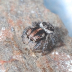 Maratus plumosus at Cavan, NSW - 20 Jun 2020