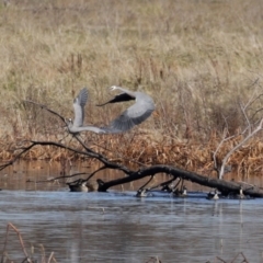 Egretta novaehollandiae (White-faced Heron) at Fyshwick, ACT - 26 Jun 2020 by RodDeb