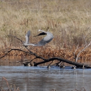 Egretta novaehollandiae at Fyshwick, ACT - 26 Jun 2020