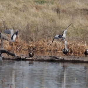 Egretta novaehollandiae at Fyshwick, ACT - 26 Jun 2020