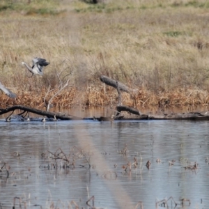 Egretta novaehollandiae at Fyshwick, ACT - 26 Jun 2020