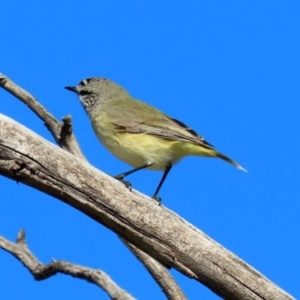 Acanthiza chrysorrhoa at Fyshwick, ACT - 26 Jun 2020 12:27 PM