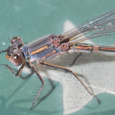 Austrolestes leda (Wandering Ringtail) at Belconnen, ACT - 26 Jun 2020 by Harrisi