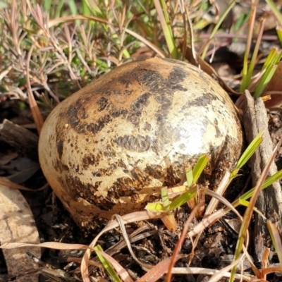 Pisolithus marmoratus (Horse Dung Fungus) at Cook, ACT - 22 Jun 2020 by drakes