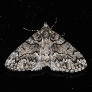 Lipogya exprimataria at Ainslie, ACT - 5 Dec 2019 10:51 PM