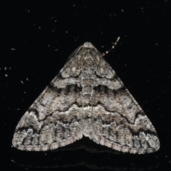 Lipogya exprimataria at Ainslie, ACT - 5 Dec 2019