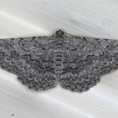 Psilosticha absorpta (Fine-waved Bark Moth) at Ainslie, ACT - 5 Dec 2019 by jb2602