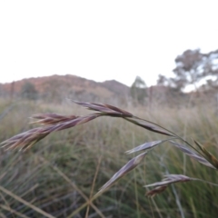 Bromus catharticus (Prairie Grass) at Gordon, ACT - 25 Jun 2020 by MichaelBedingfield