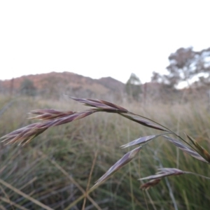 Bromus catharticus at Gordon, ACT - 25 Jun 2020 07:07 PM