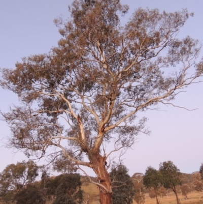 Eucalyptus melliodora (Yellow Box) at Gordon, ACT - 25 Jun 2020 by MichaelBedingfield