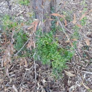 Asparagus asparagoides at Campbell, ACT - 28 Jun 2020 08:14 AM