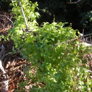 Asparagus asparagoides at Yarralumla, ACT - 28 Jun 2020