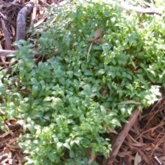 Asparagus asparagoides at Yarralumla, ACT - 28 Jun 2020