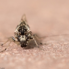 Psocodea 'Psocoptera' sp. (order) (Unidentified plant louse) at Macgregor, ACT - 27 Jun 2020 by Roger