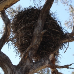 Aquila audax (Wedge-tailed Eagle) at Rob Roy Range - 28 Jun 2020 by ChrisHolder