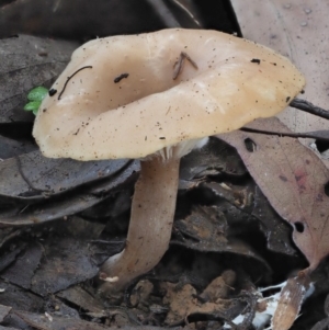 Clitocybe s. l. at Coree, ACT - 27 May 2020 10:36 AM