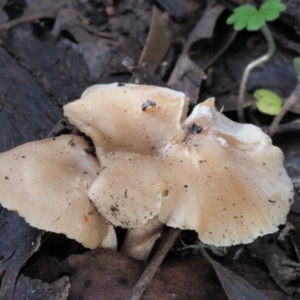 Clitocybe s. l. at Coree, ACT - 27 May 2020 10:36 AM