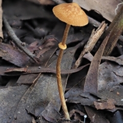 Pholiotina rugosa at Coree, ACT - 27 May 2020 by KenT