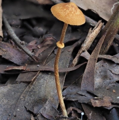 Pholiotina rugosa at Coree, ACT - 27 May 2020 by KenT