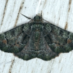 Aeolochroma metarhodata (Tea-tree Emerald) at Ainslie, ACT - 5 Dec 2019 by jb2602