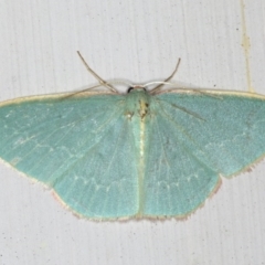 Chlorocoma dichloraria (Guenee's or Double-fringed Emerald) at Ainslie, ACT - 5 Dec 2019 by jbromilow50