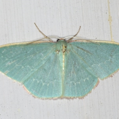 Chlorocoma dichloraria (Guenee's or Double-fringed Emerald) at Ainslie, ACT - 5 Dec 2019 by jb2602