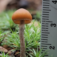 Galerina sp. at Coree, ACT - 27 May 2020 12:28 PM