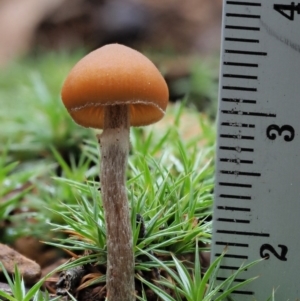 Galerina sp. at Coree, ACT - 27 May 2020 12:28 PM