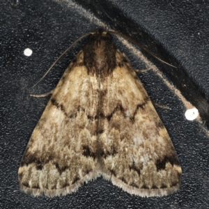 Mormoscopa phricozona at Ainslie, ACT - 5 Dec 2019 10:36 PM