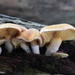 Gymnopilus sp. (Gymnopilus) at Coree, ACT - 27 May 2020 by KenT