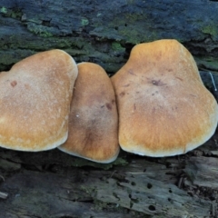 Gymnopilus sp. at Coree, ACT - 27 May 2020 10:59 AM