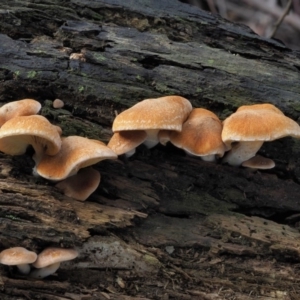 Gymnopilus sp. at Coree, ACT - 27 May 2020 10:59 AM