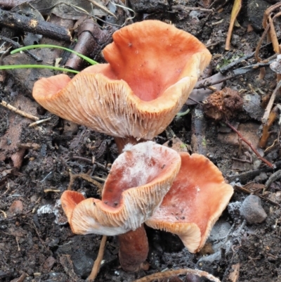 Lactarius s.l. (A Milkcap) at Coree, ACT - 26 May 2020 by KenT