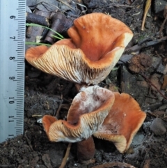 Lactarius s.l. at Coree, ACT - 27 May 2020