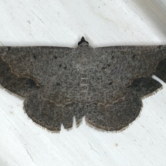 Taxeotis intextata (Looper Moth, Grey Taxeotis) at Ainslie, ACT - 5 Dec 2019 by jb2602