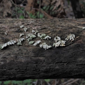 Schizophyllum commune at Coree, ACT - 27 May 2020