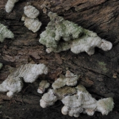 Schizophyllum commune at Coree, ACT - 27 May 2020 11:33 AM