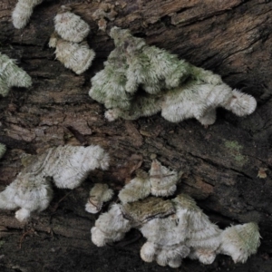 Schizophyllum commune at Coree, ACT - 27 May 2020