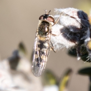 Melangyna viridiceps at Cotter River, ACT - 26 Jun 2020