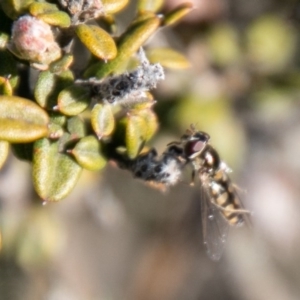 Melangyna viridiceps at Cotter River, ACT - 26 Jun 2020