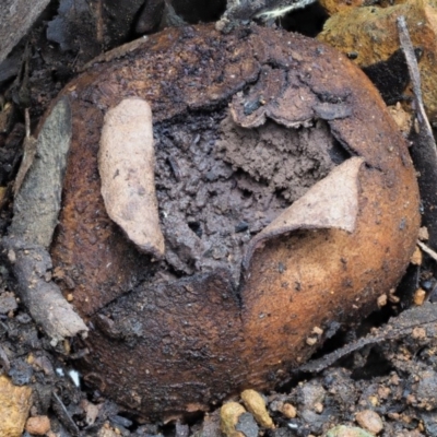 Scleroderma sp. (Scleroderma) at Coree, ACT - 27 May 2020 by KenT